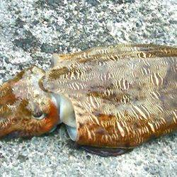 浜、湾内ともに連日アオリイカ、ヒラメ、モンゴウ、タコその他